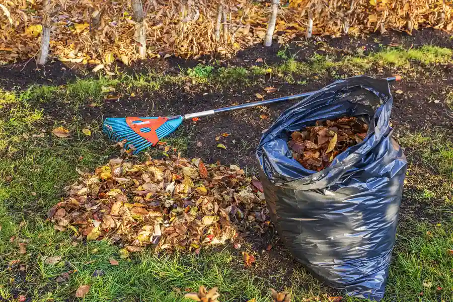 Expert Yard Cleanup New Port Richey, FL