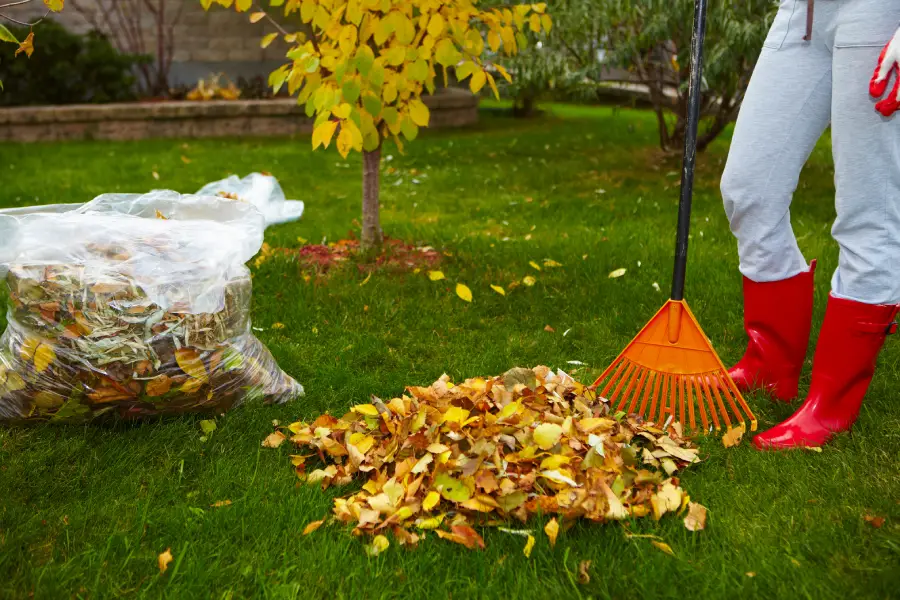 Premium Yard Cleanup New Port Richey, FL